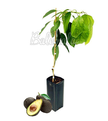 Авокадо Пальма