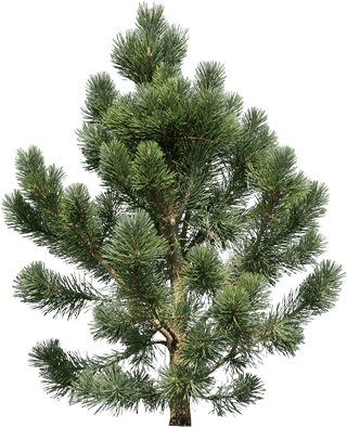 Сосна горная Муго садовый