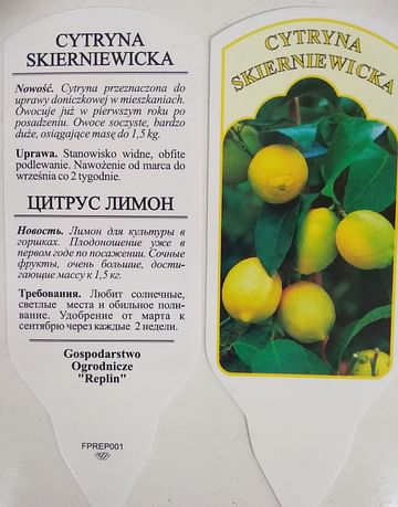 Лимон крупноплодный Скорневицкий