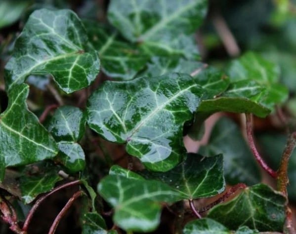 Плющ обыкновенный