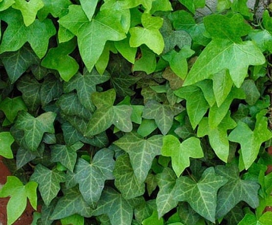 Плющ крымский