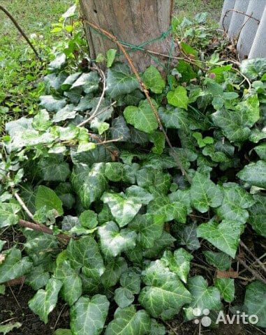 Плющ крымский