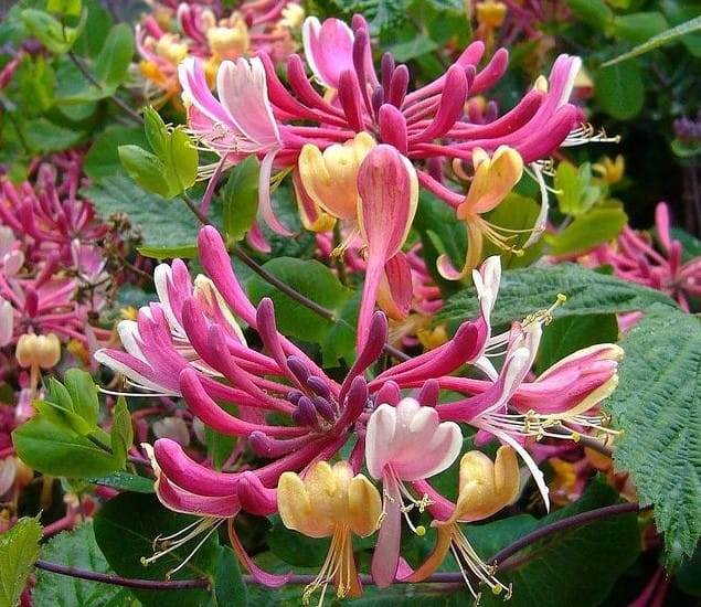 Жимолость Сюзанна