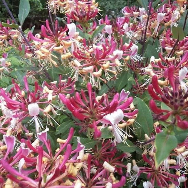 Жимолость Сюзанна