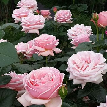 Роза Вояж чайно-гибридная садовая