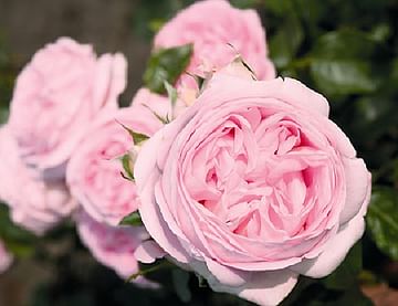 Роза Вояж чайно-гибридная садовая