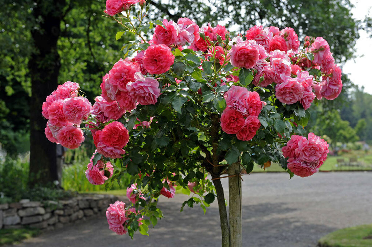 Купить зимостойкие сорта роз. Плетистые розы Розариум Ютерсен.