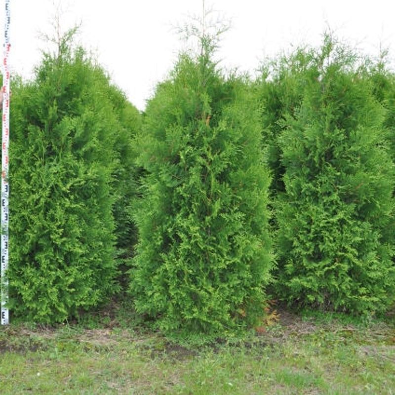Туя западная Брабанд