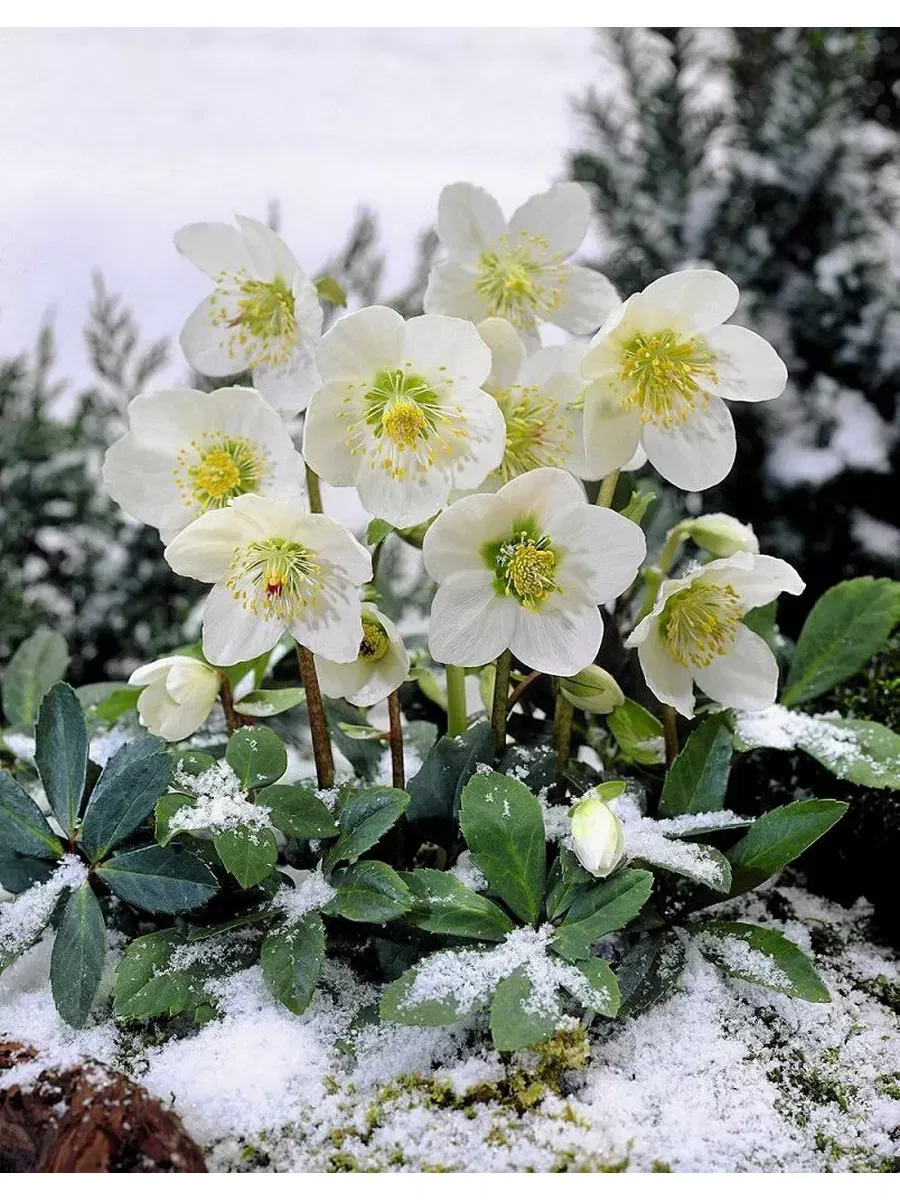 Морозник черный Кристмас Карол садовый
