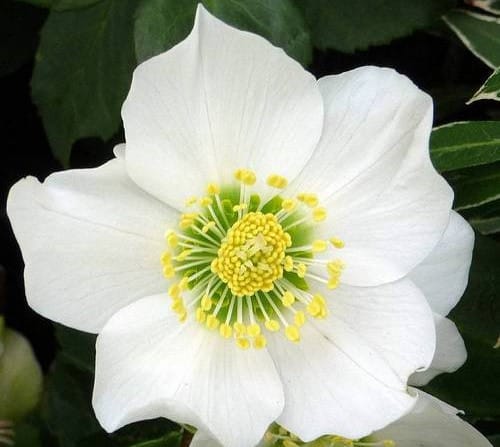 Морозник черный Кристмас Карол садовый