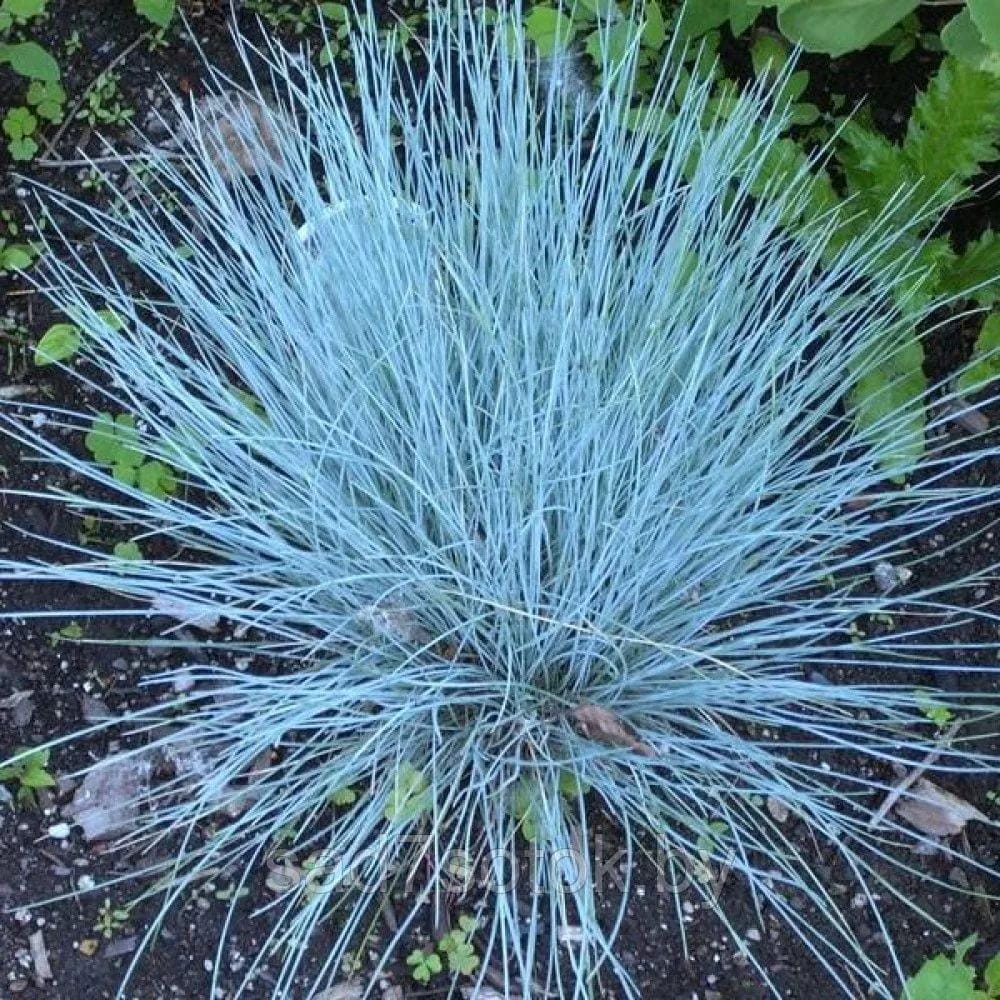 Овсянница сизая