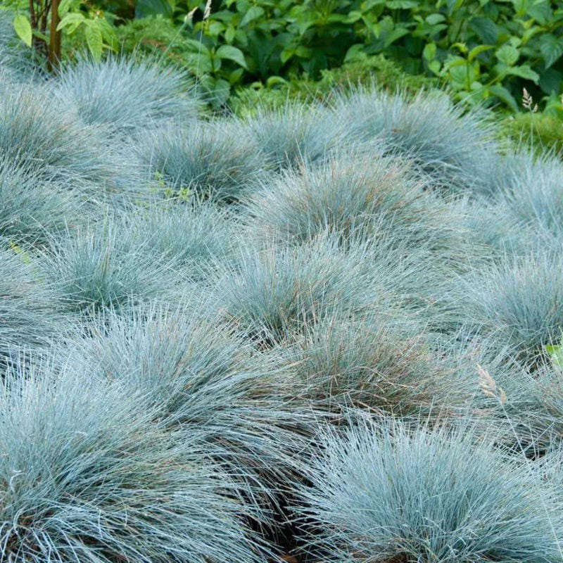 Овсянница сизая