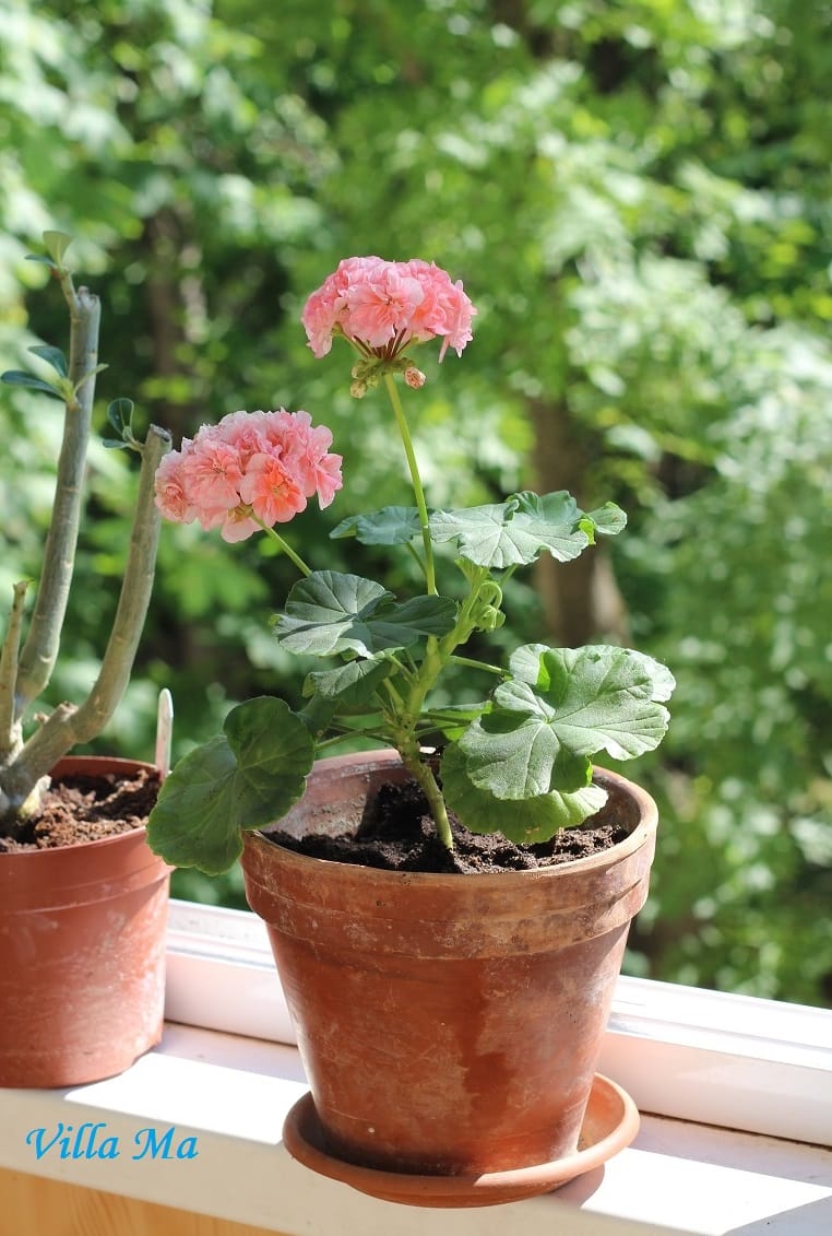 Пеларгония Пассат мини комнатная