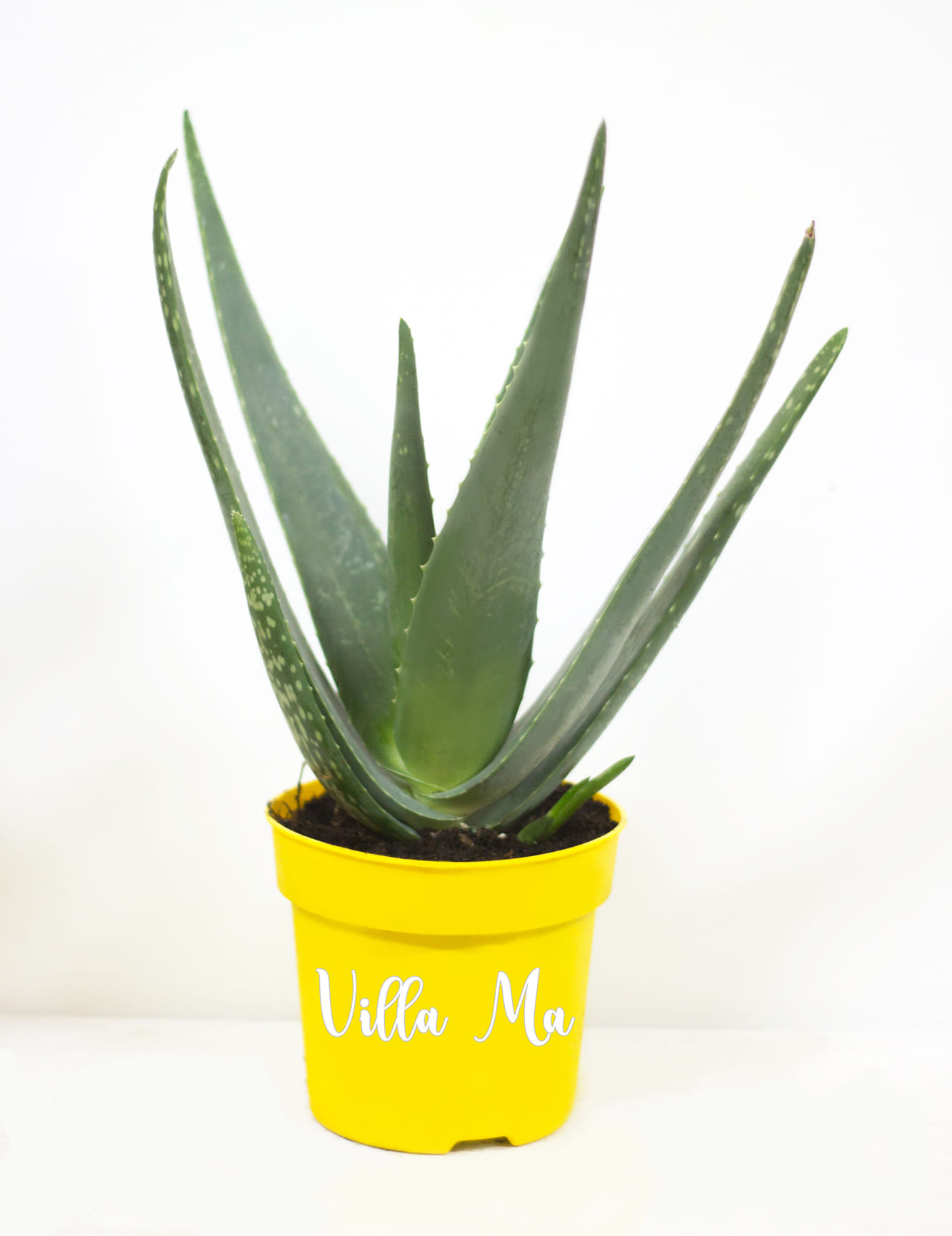 Алоэ синее декоративное