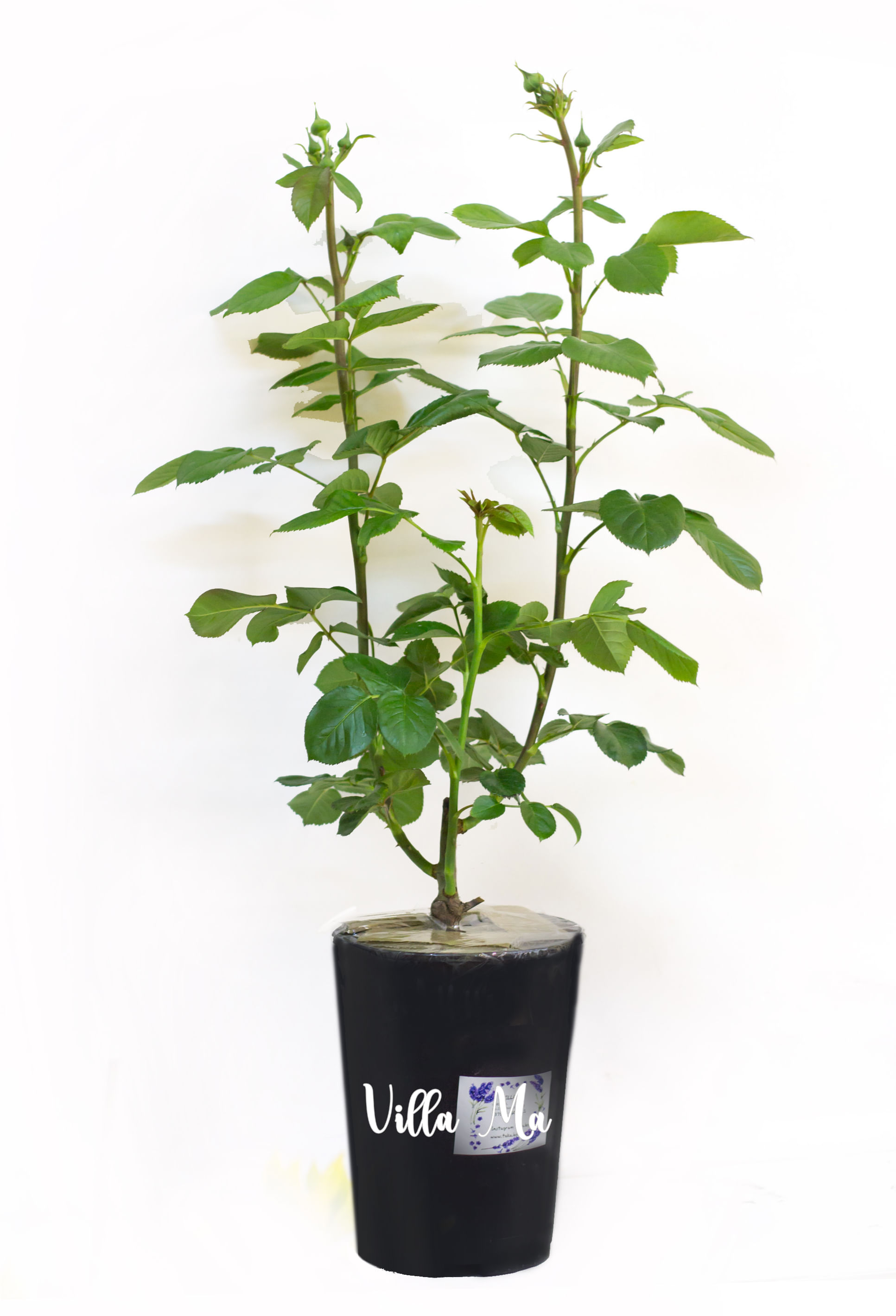 Роза Леонардо да Винчи флорибунда