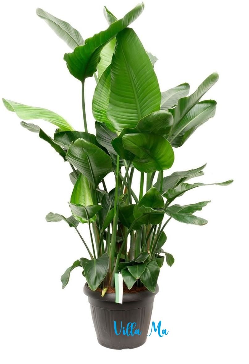 Стрелиция Николай 200cm