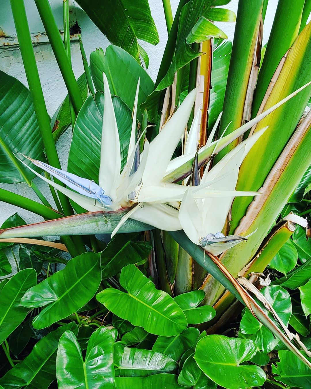 купить комнатную стрелицию Николая