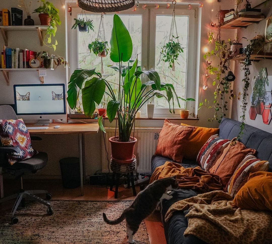 Стрелиция Регина Пальма