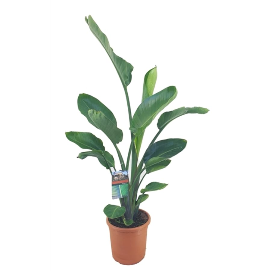 Стрелиция Регина Пальма