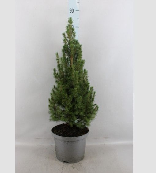Канадская ель Коника НД садовая