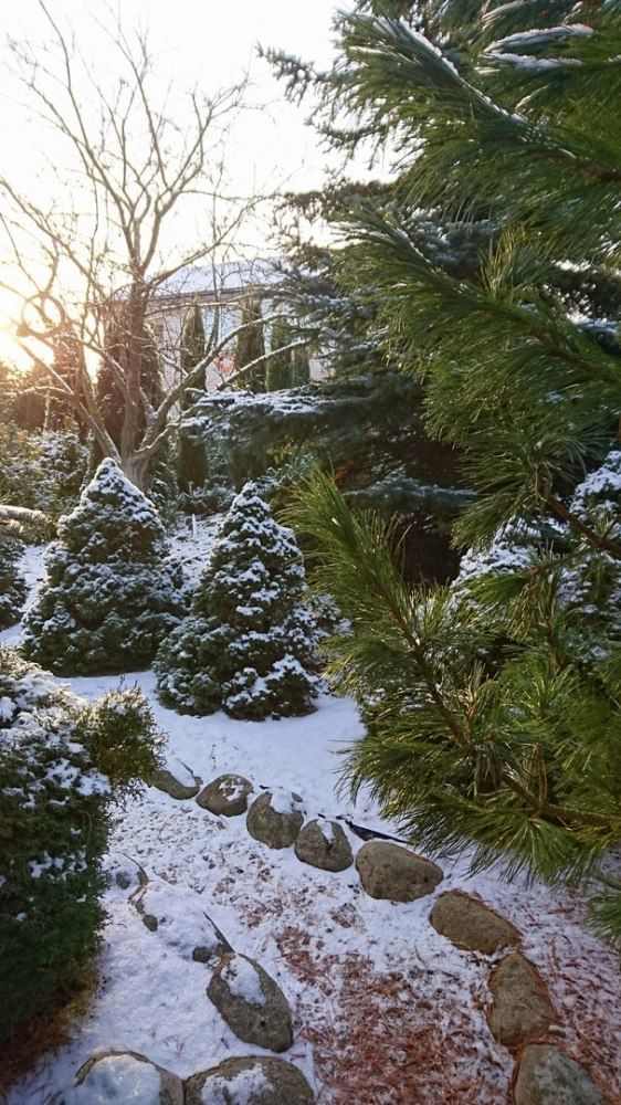 Канадская ель Коника НД садовая