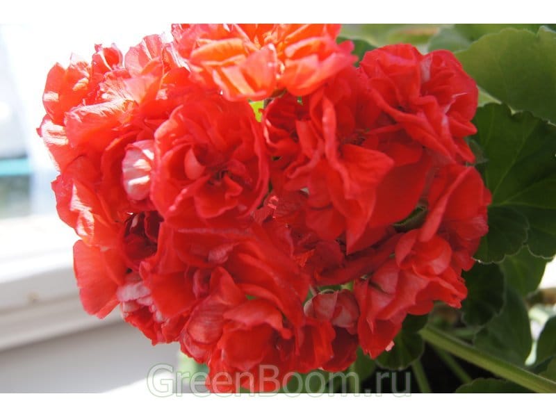 Пеларгония Эдвардс Тоскана карлик