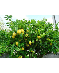 Лимоновое дерево 250