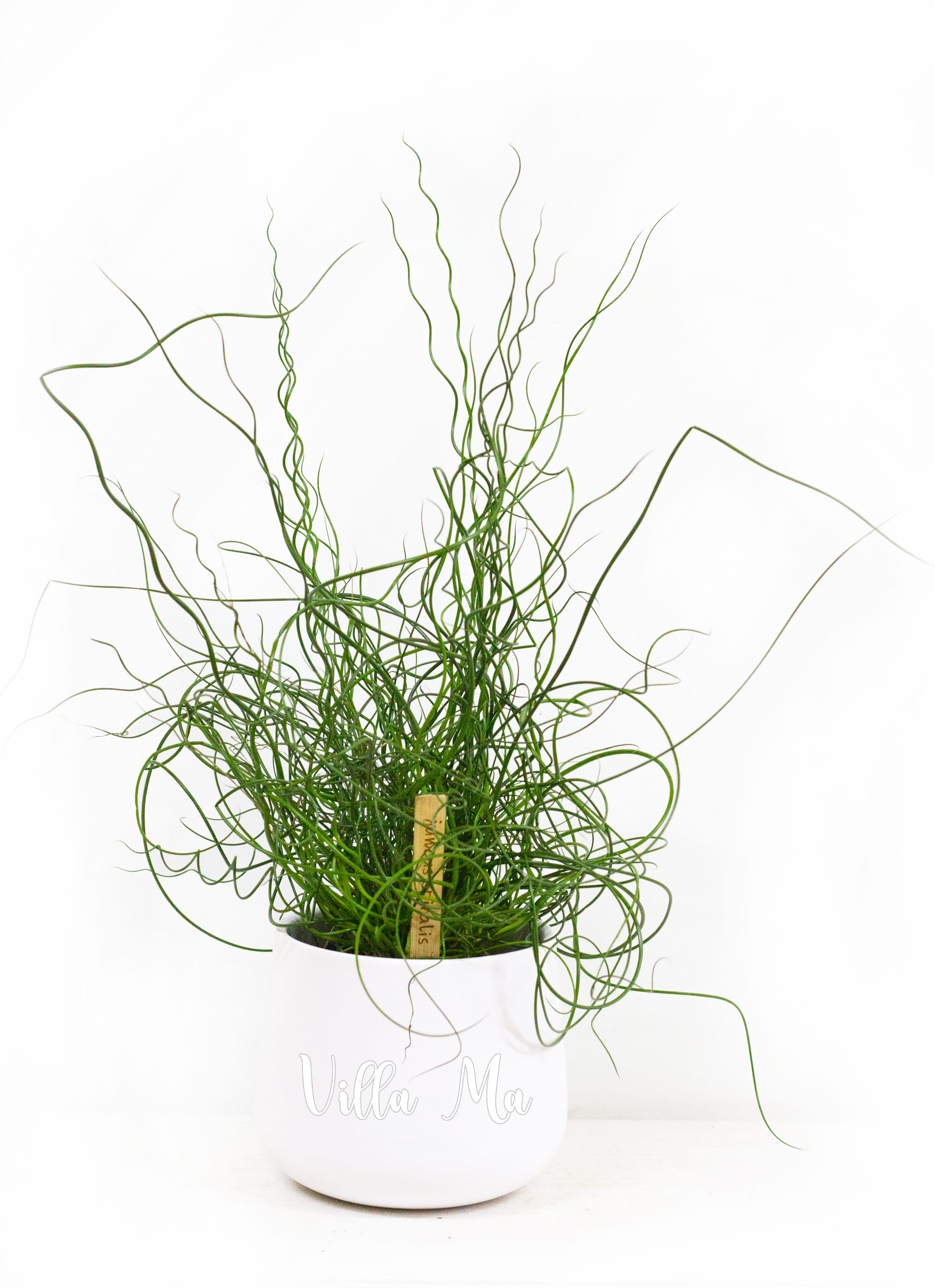 Ситник спиральный или Джункс