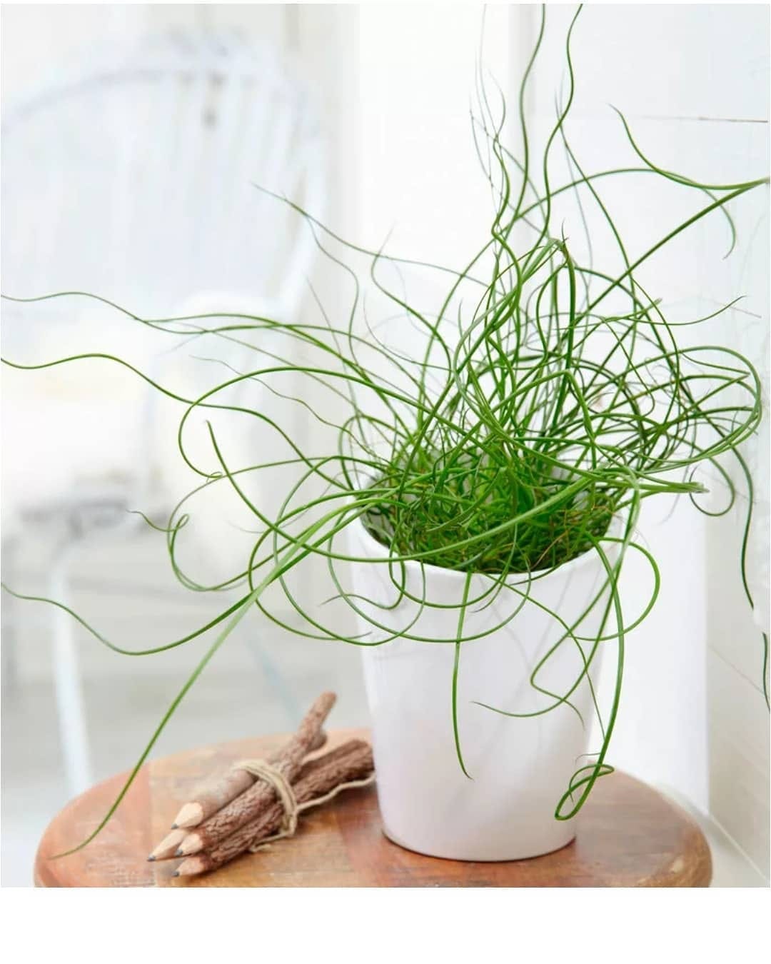 Ситник спиральный или Джункс