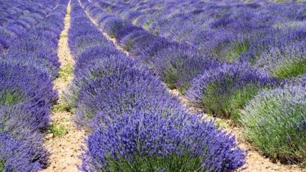 Лаванда цветущий куст упак.