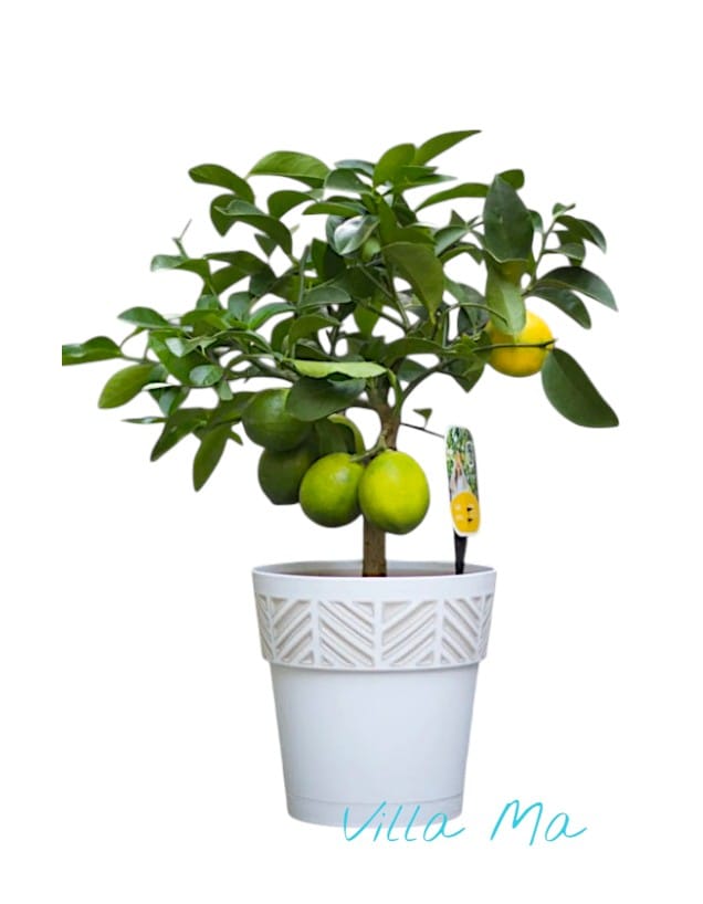 Горшок Опера Орфей Stefanplast