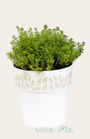 Горшок Хлоя Stefanplast