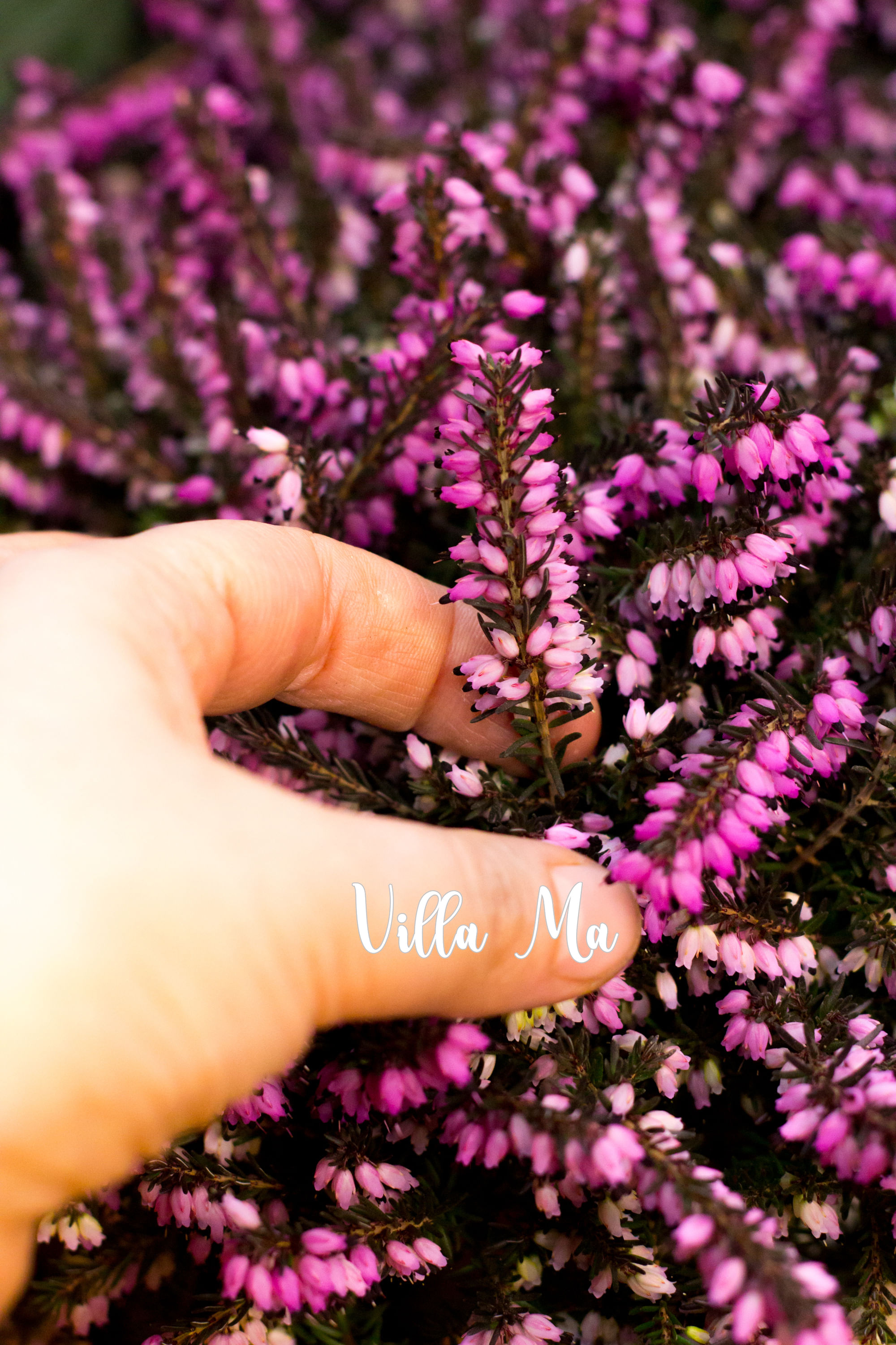 Эрика вересковая садовая