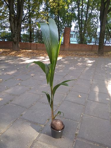 Кокосовая 140 Пальма