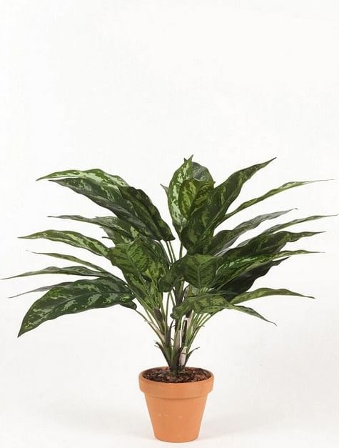 Аглаонема в горшке искусств.