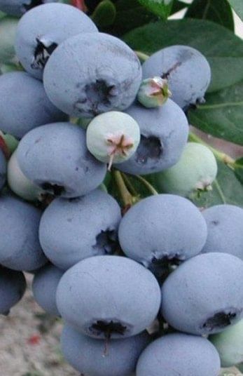 Лучшие сорта голубики для беларуси для открытого. Голубика садовая bluegold. Голубиковые мари. Голубика высокорослая. Голубика пинк лимонад описание.