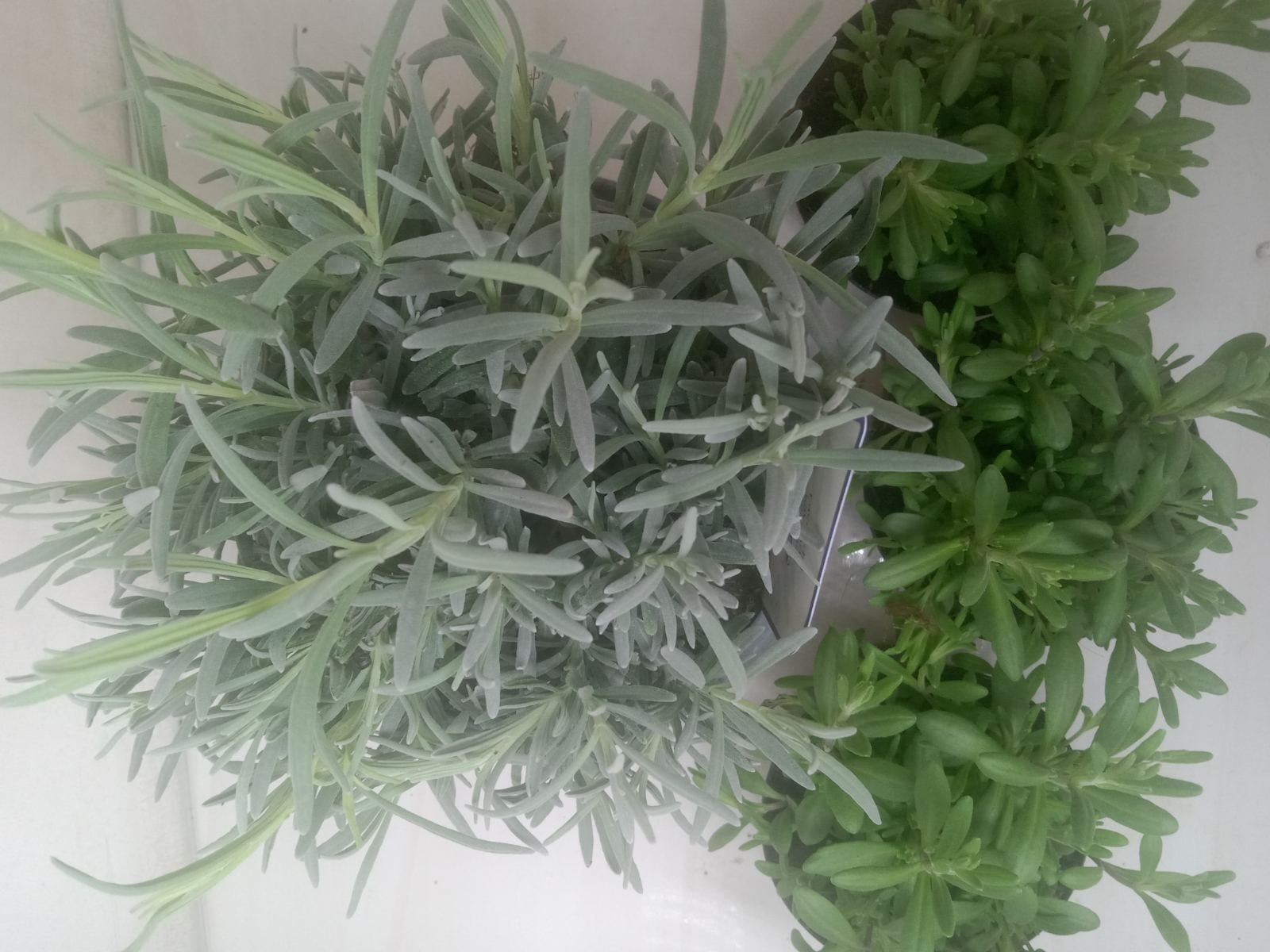 Лаванда рассада саженец Р9 РБ садовая