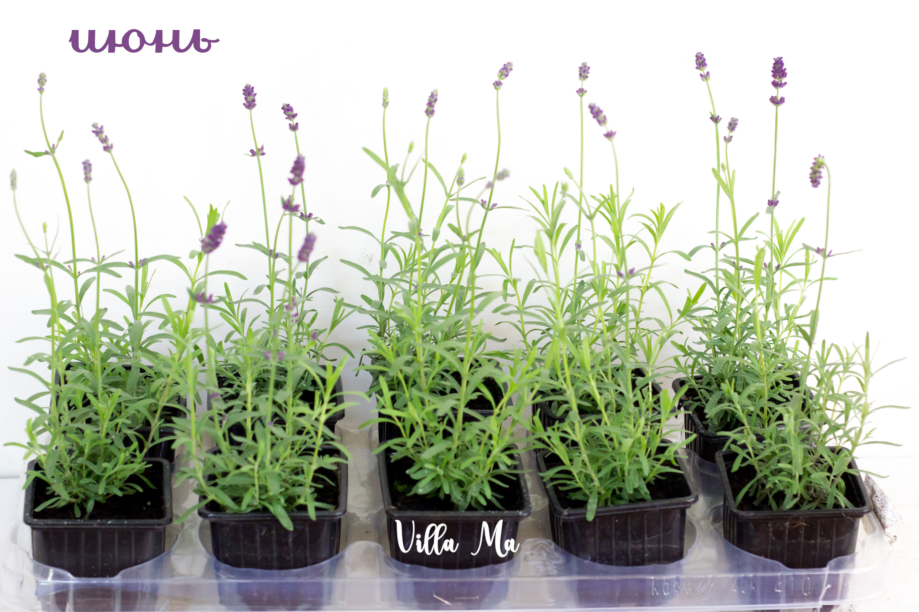 Лаванда рассада саженец Р9 РБ садовая