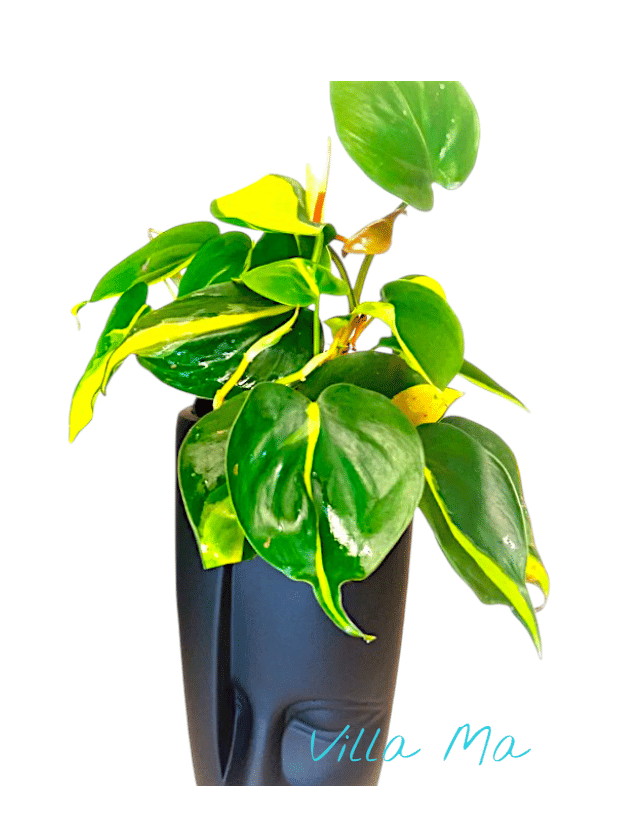 Филодендрон цветной сердцелистный Brasil