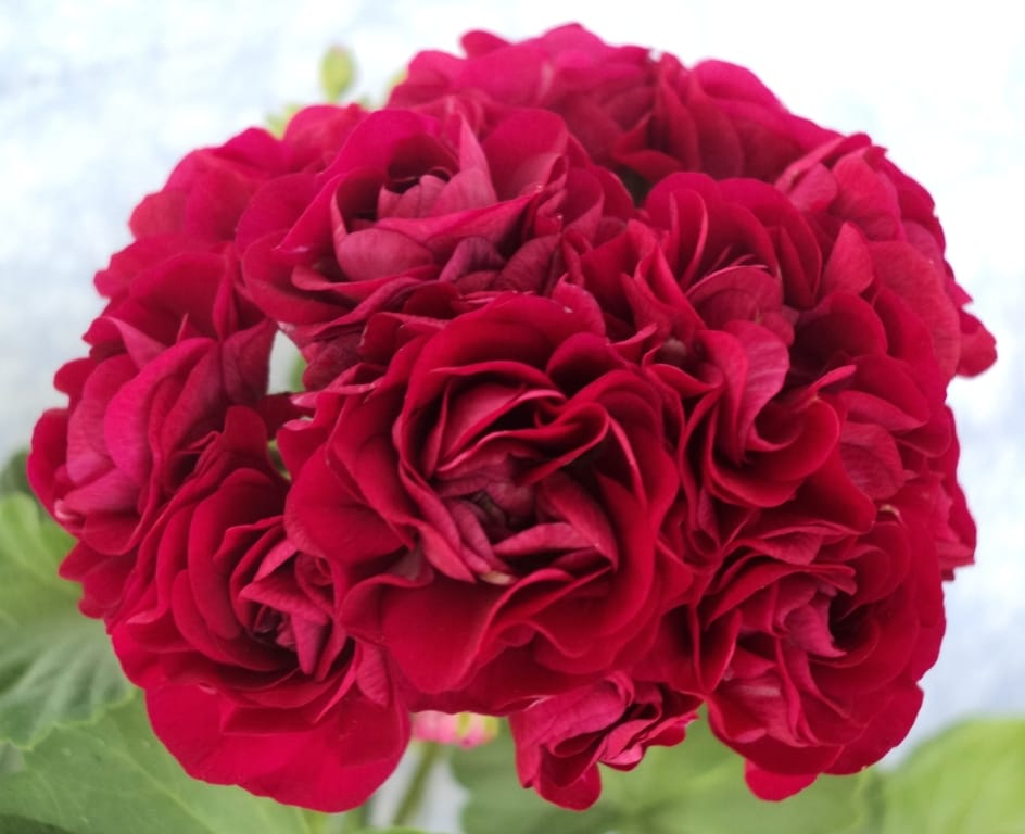 Пеларгония Ангарик ЭпплБлоссом Villa Ma розобутонная