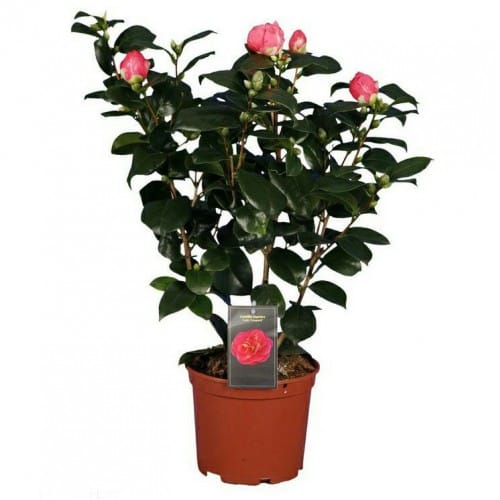 Камелия японская красная махр. садовая