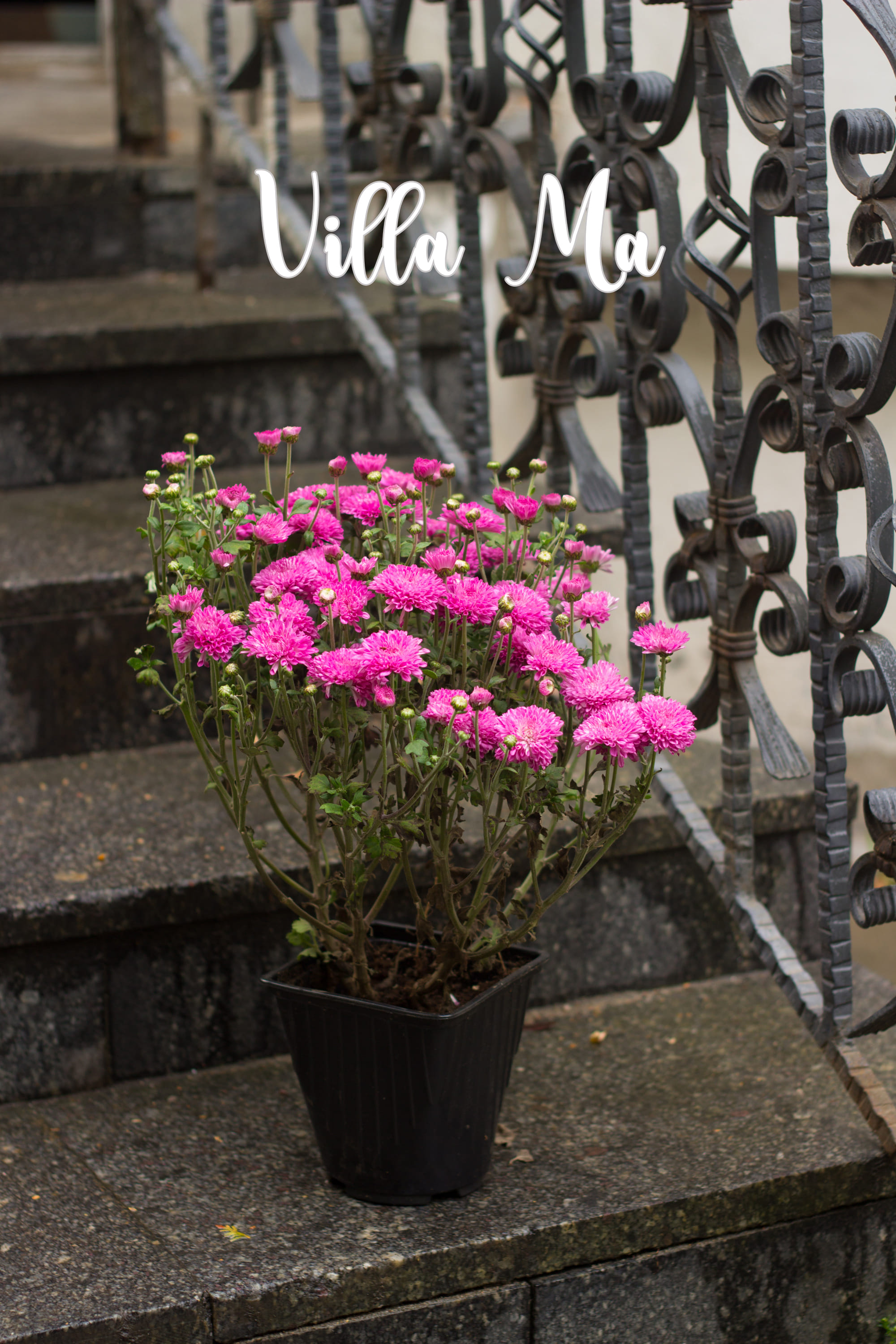 Хризантема садовая