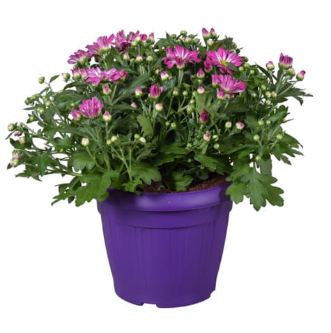 Хризантема садовая