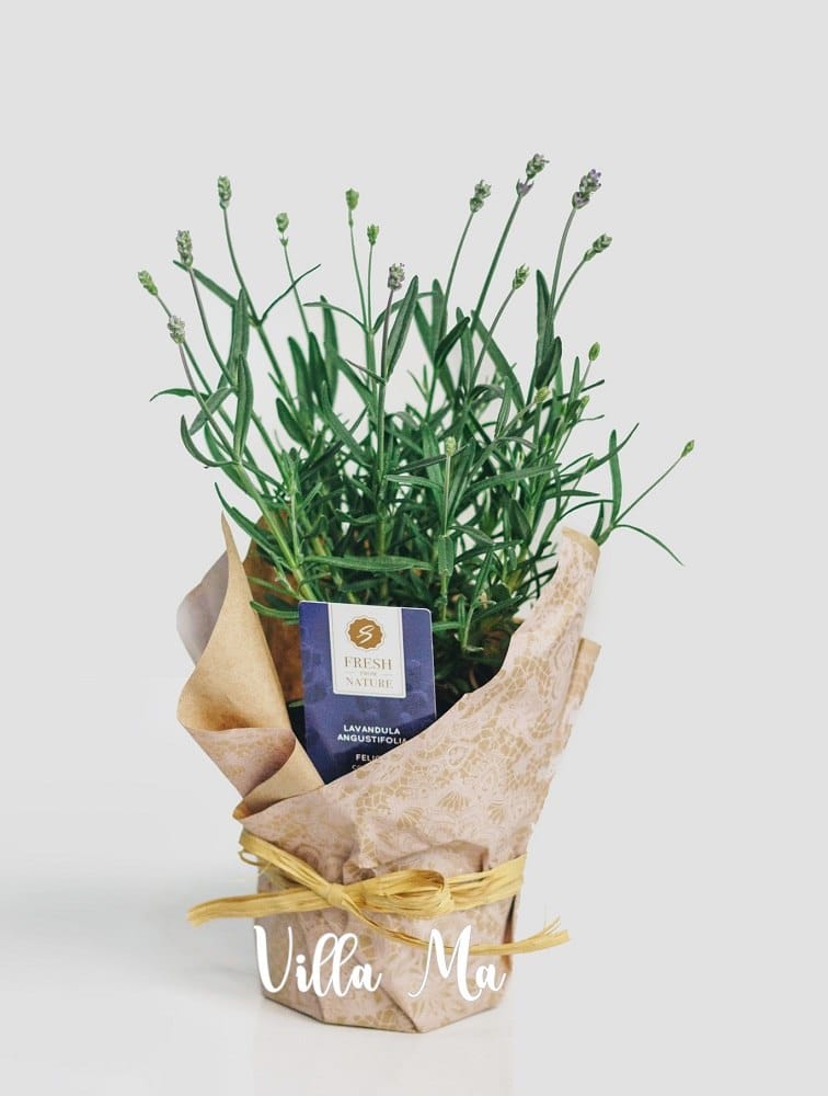 Лаванда в горшке цветущий куст садовая