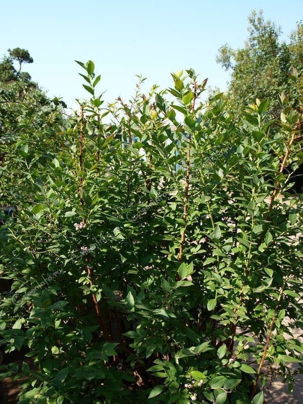 Голубика Элизабет 3-4хлет садовая