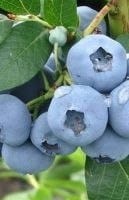 Голубика Элизабет 3-4хлет садовая