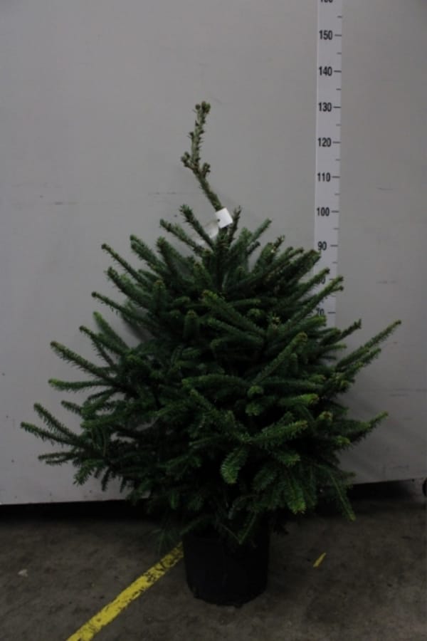 Пихта Фразера живая в горшке 90см новогодняя
