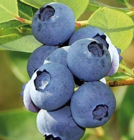 Голубика куст в 25л садовая