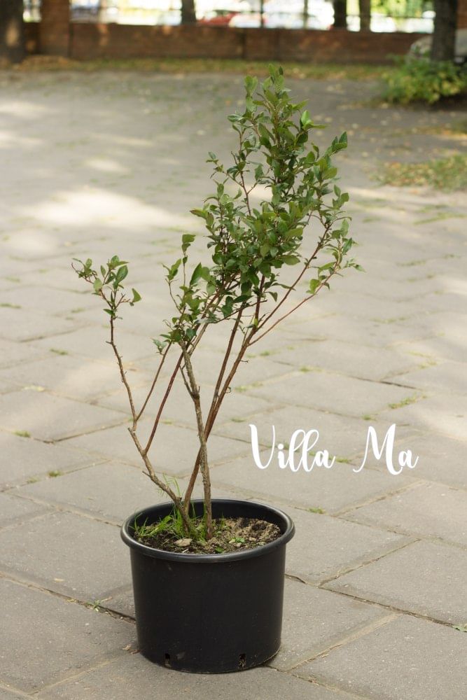 Голубика куст в 25л садовая