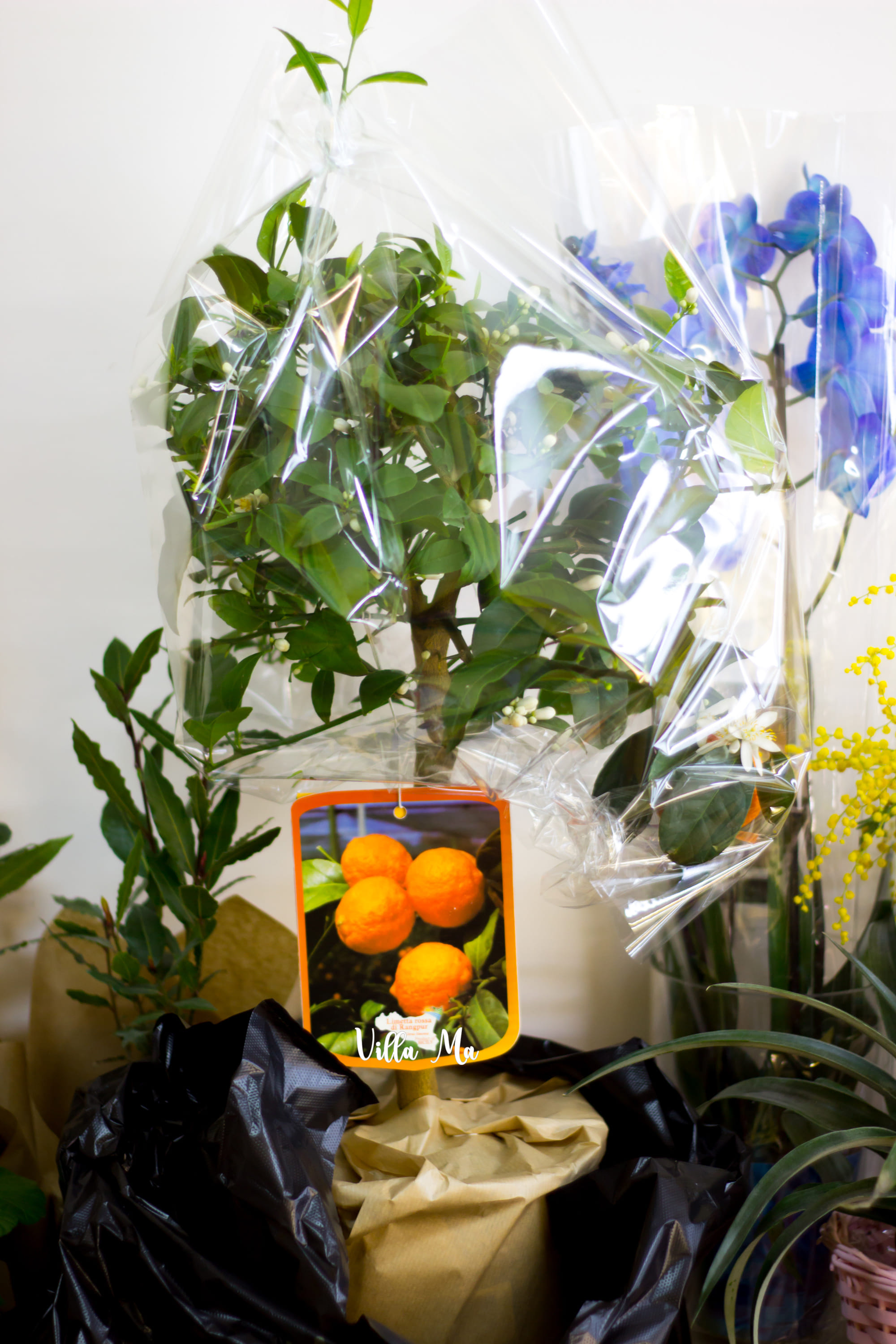 Подарочное оформление и упаковка больших горшечных растений Villa Ma